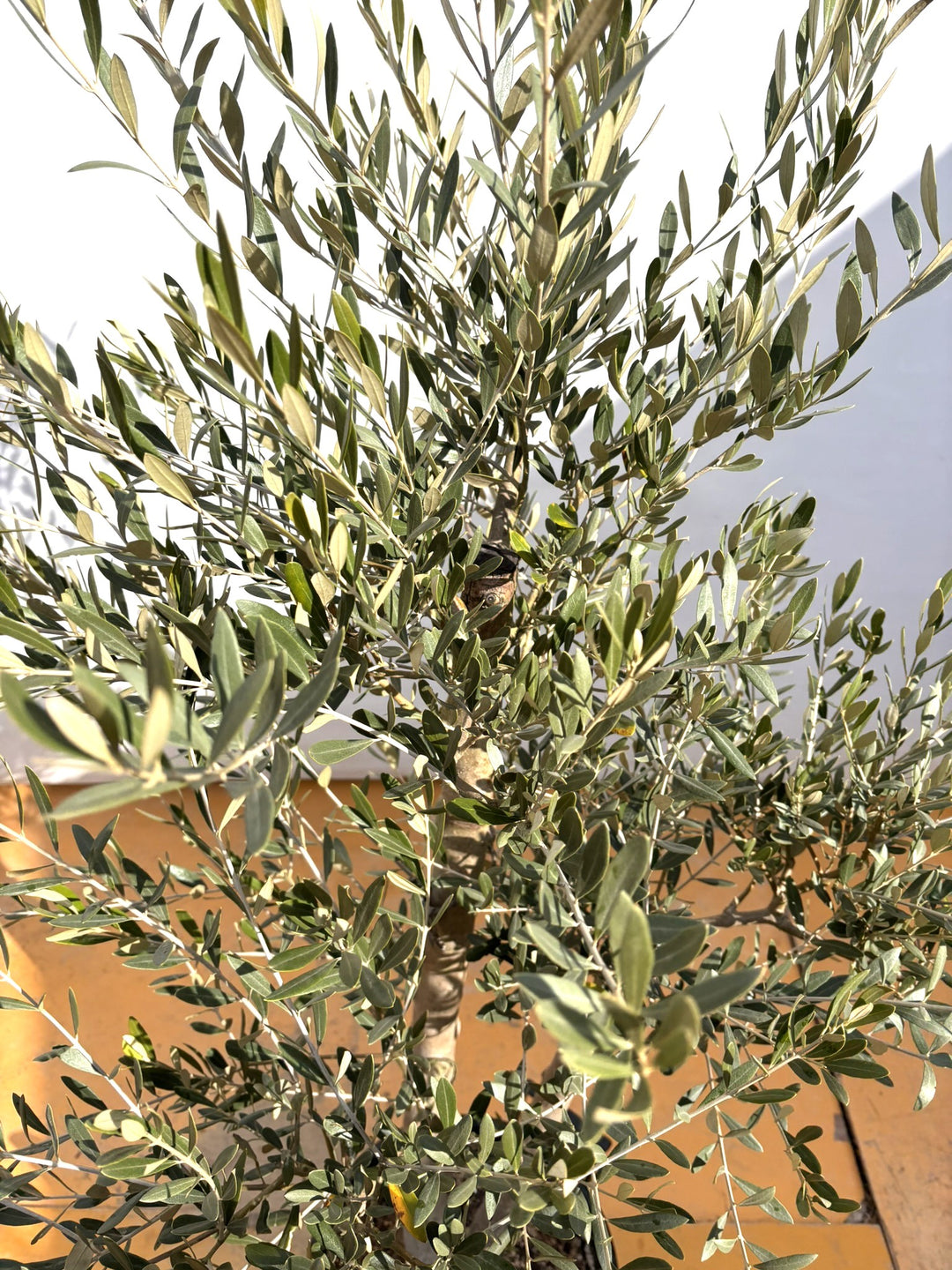 NEWミッション（オリーブの木）｜XLサイズ｜NO.2094｜約180cm｜人気