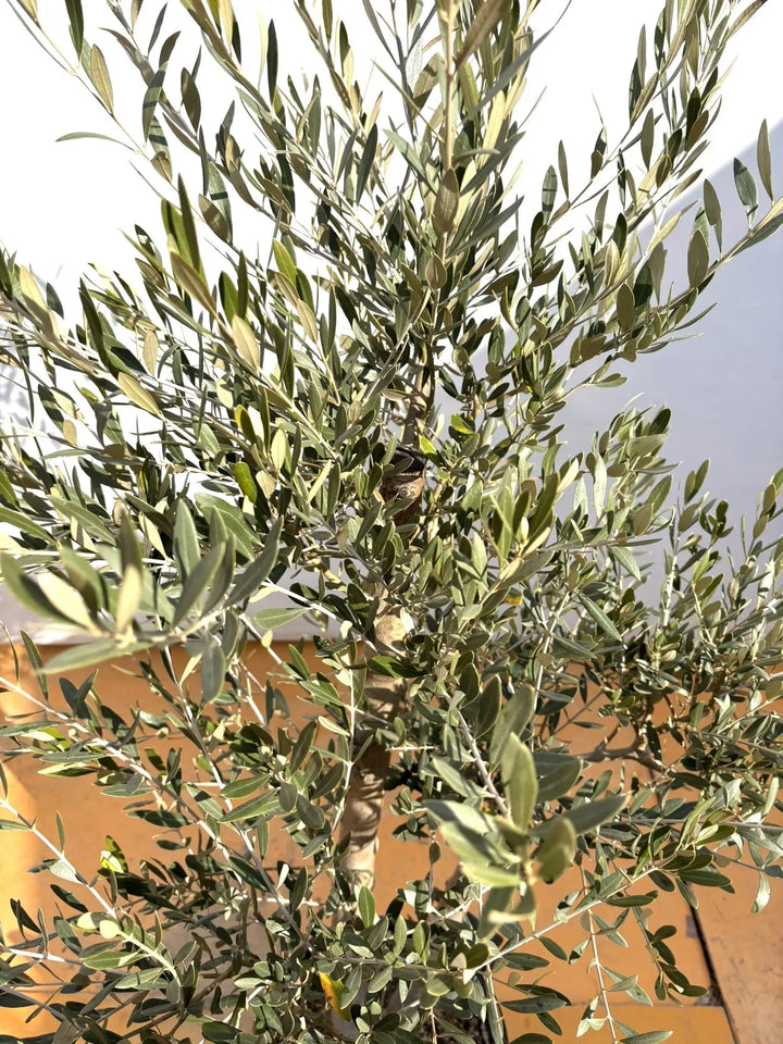 NEWミッション（オリーブの木）｜XLサイズ｜NO.2094｜約180cm｜人気