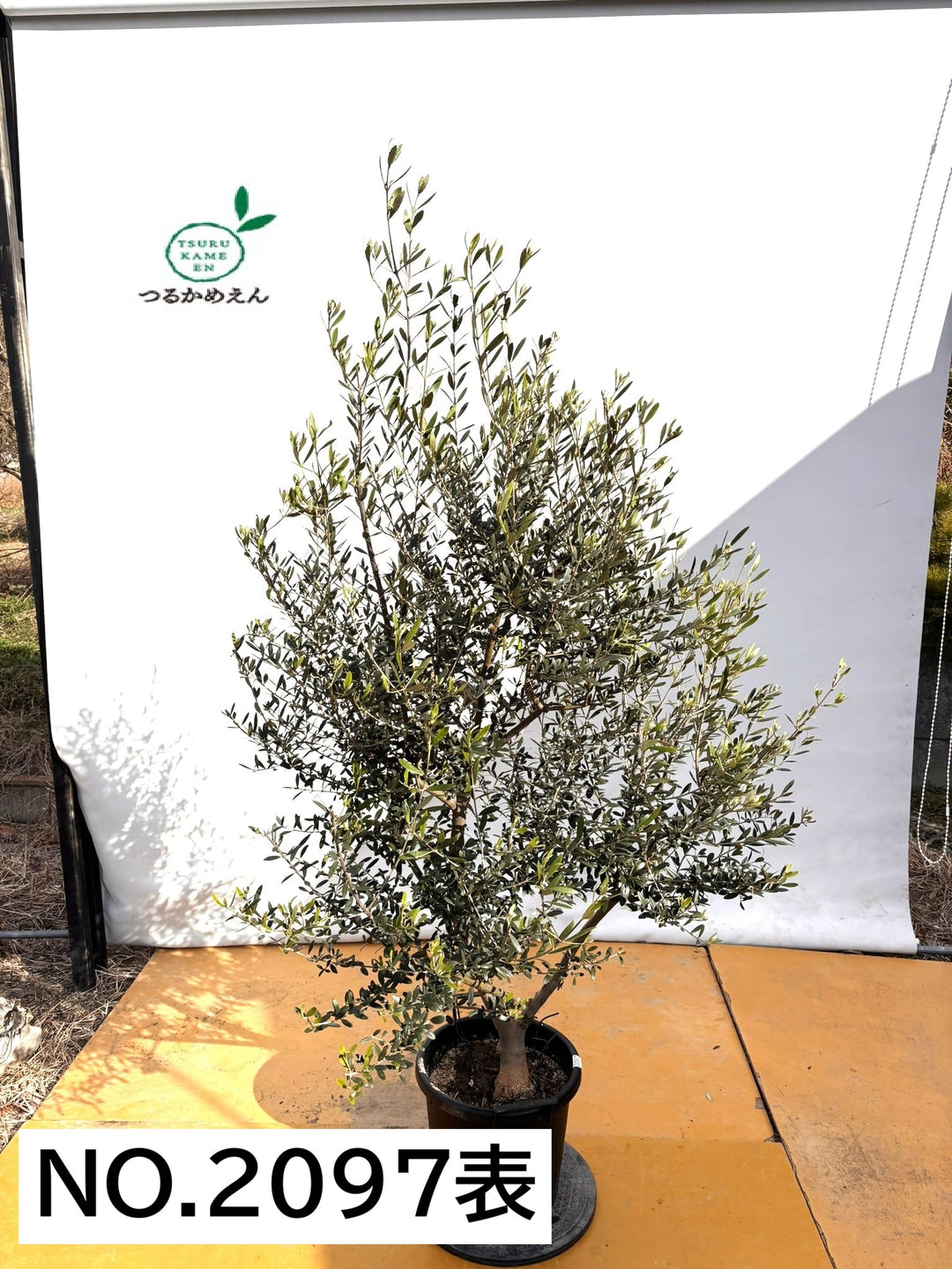 NEWネバディロブランコ（オリーブの木）｜XLサイズ｜NO.2097｜約200cm