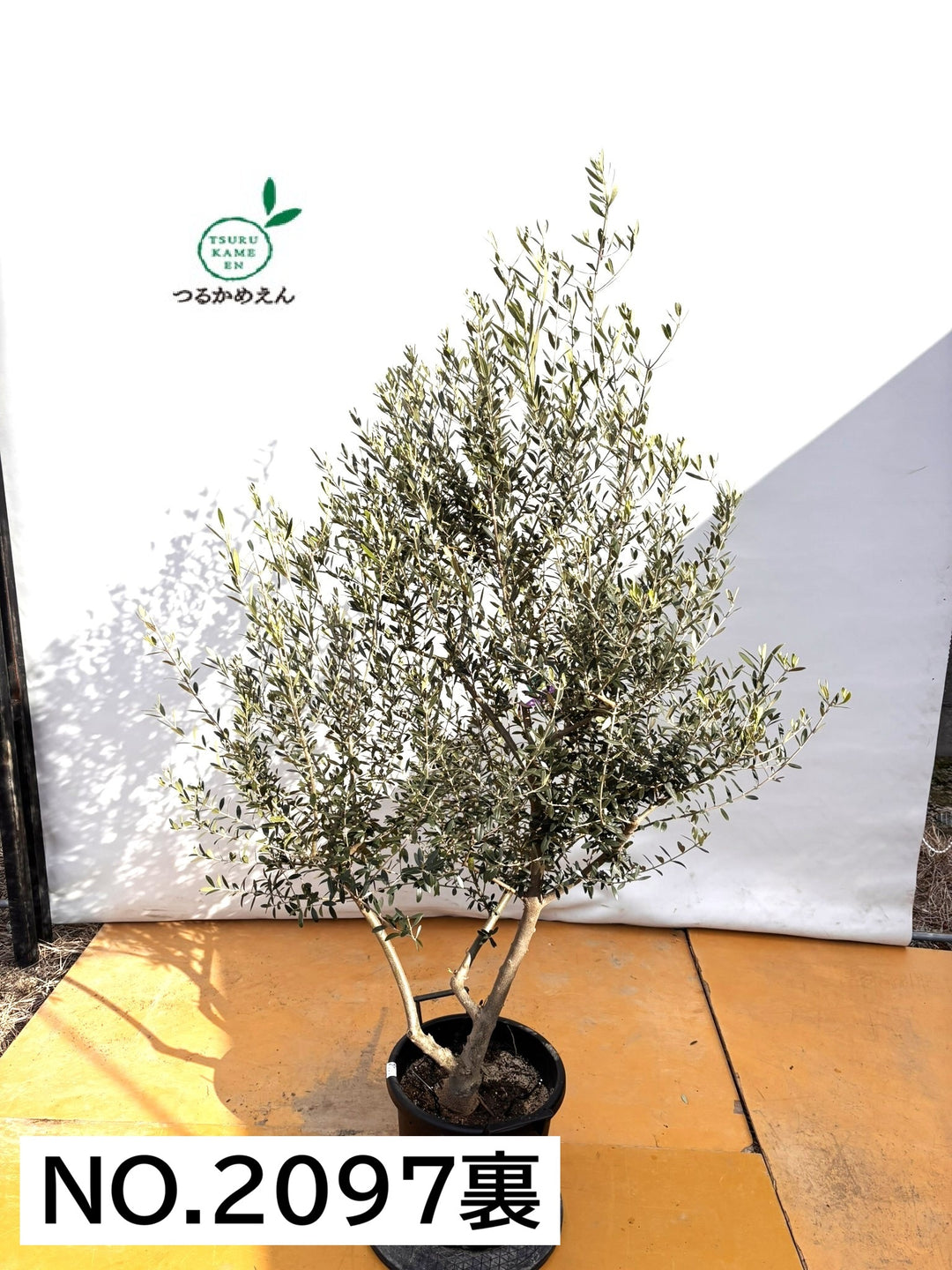 NEWネバディロブランコ（オリーブの木）｜XLサイズ｜NO.2097｜約200cm