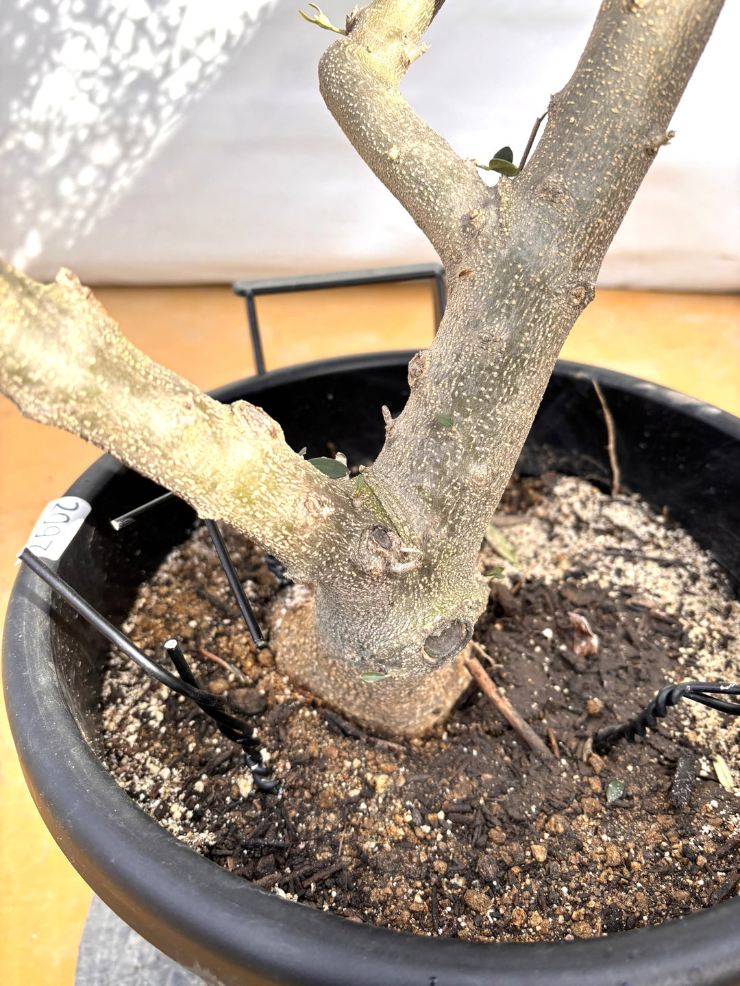 NEWネバディロブランコ（オリーブの木）｜XLサイズ｜NO.2097｜約200cm