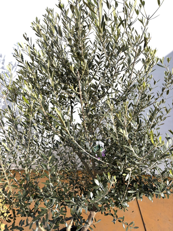 NEWネバディロブランコ（オリーブの木）｜XLサイズ｜NO.2097｜約200cm