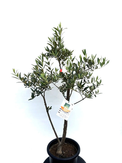 NEWひなかぜ（オリーブの木）｜Mサイズ｜K-212｜約110cm｜初心者向き・目隠し・直立型｜ 株式会社鶴亀園
