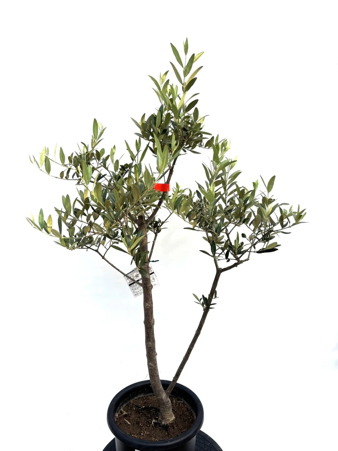 ひなかぜ（オリーブの木）｜Mサイズ｜K-212｜約110cm｜初心者向き