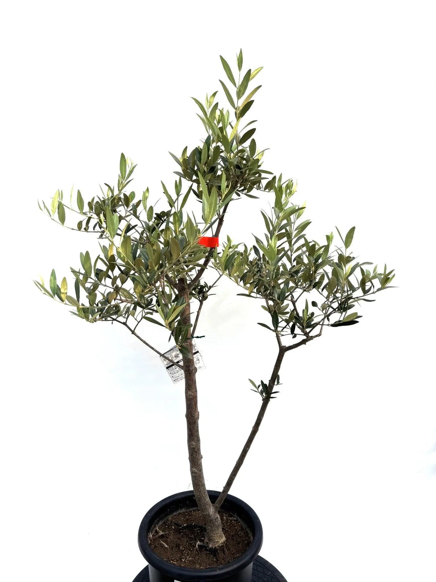 NEWひなかぜ（オリーブの木）｜Mサイズ｜K-212｜約110cm｜初心者向き・目隠し・直立型｜ 株式会社鶴亀園