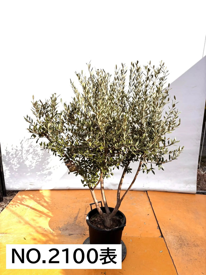 NEWレッチーノ（オリーブの木）〈大型商品〉｜XLサイズ｜NO.2100｜約