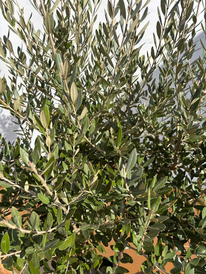 NEWレッチーノ（オリーブの木）〈大型商品〉｜XLサイズ｜NO.2100｜約