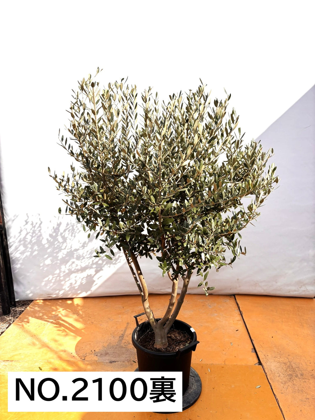 NEWレッチーノ（オリーブの木）〈大型商品〉｜XLサイズ｜NO.2100｜約