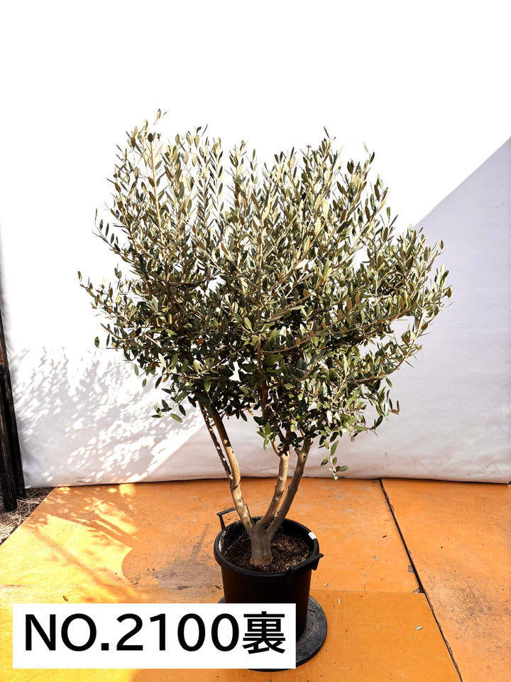 NEWレッチーノ（オリーブの木）〈大型商品〉｜XLサイズ｜NO.2100｜約