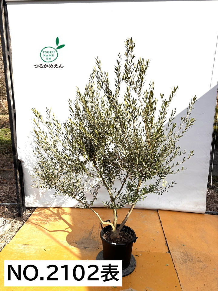 NEWネバディロブランコ（オリーブの木）｜XLサイズ｜NO.2102｜約200cm