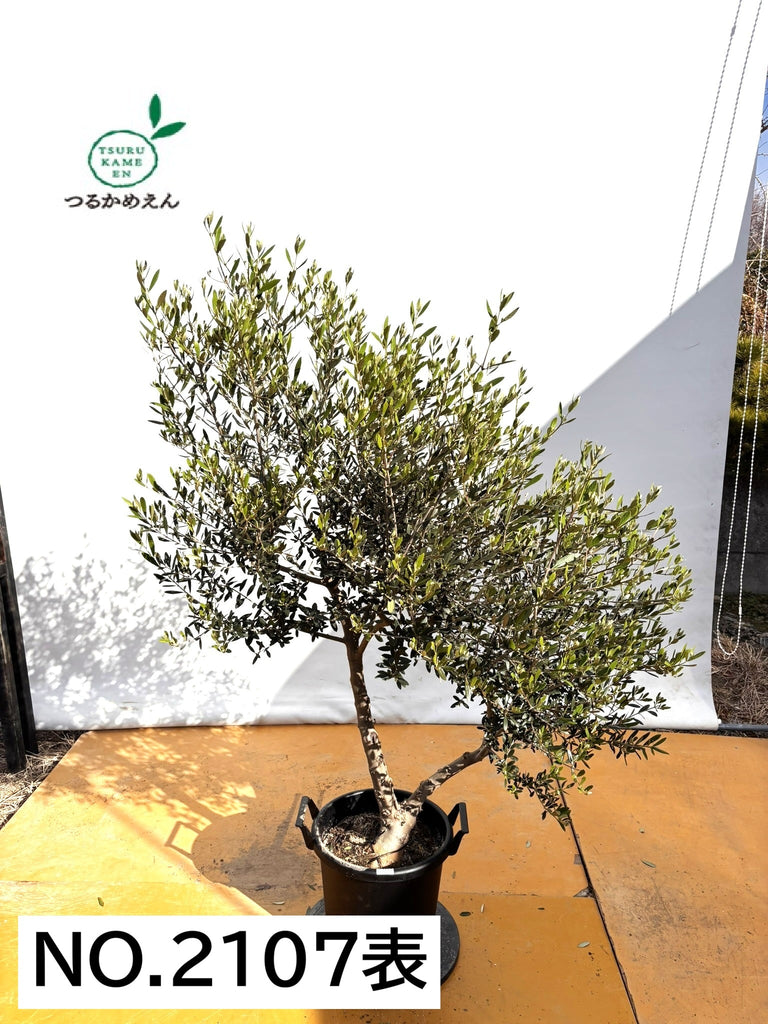 NEWネバディロブランコ（オリーブの木）｜XLサイズ｜NO.2107｜約160cm