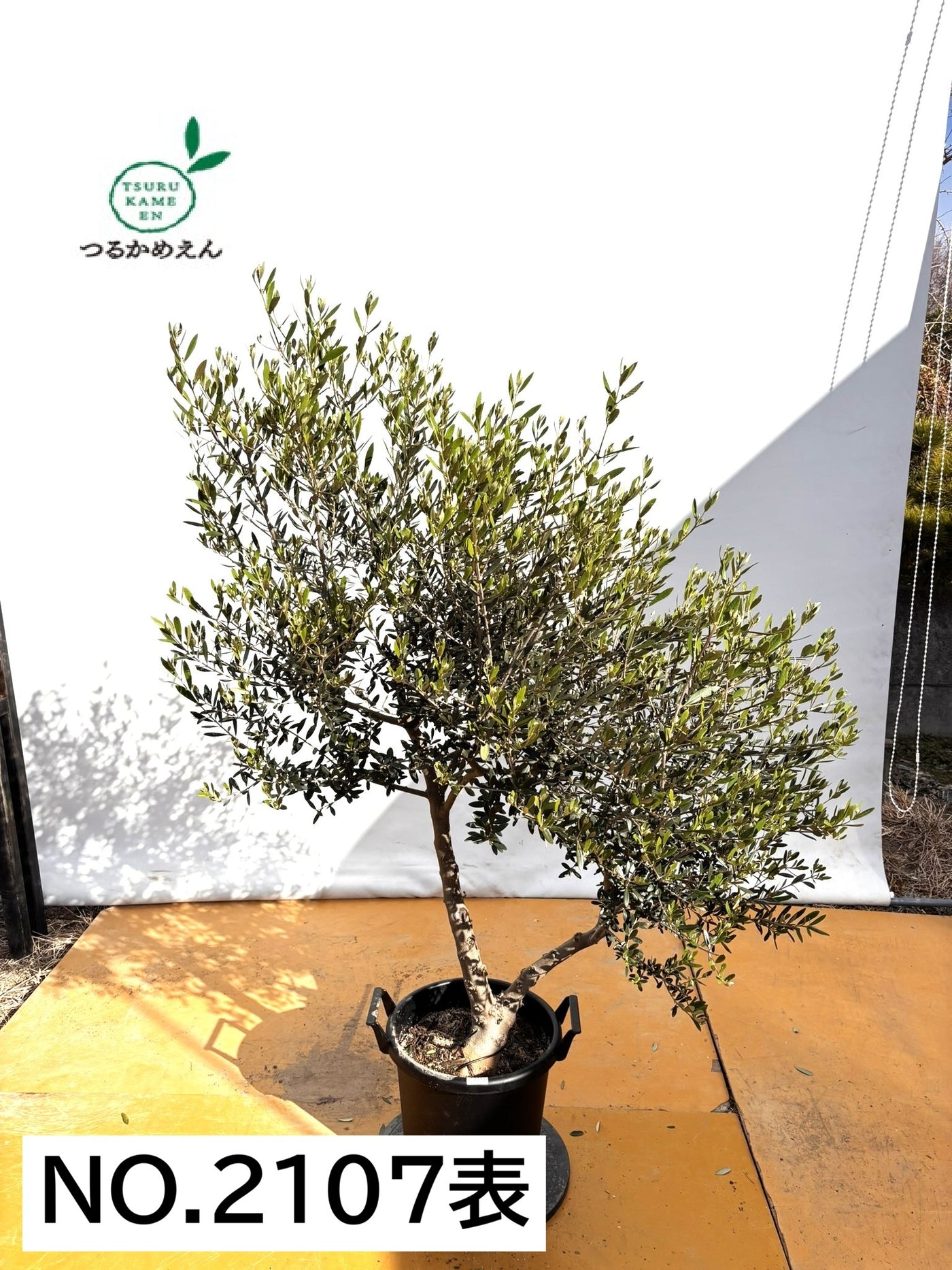 NEWネバディロブランコ（オリーブの木）｜XLサイズ｜NO.2107｜約160cm