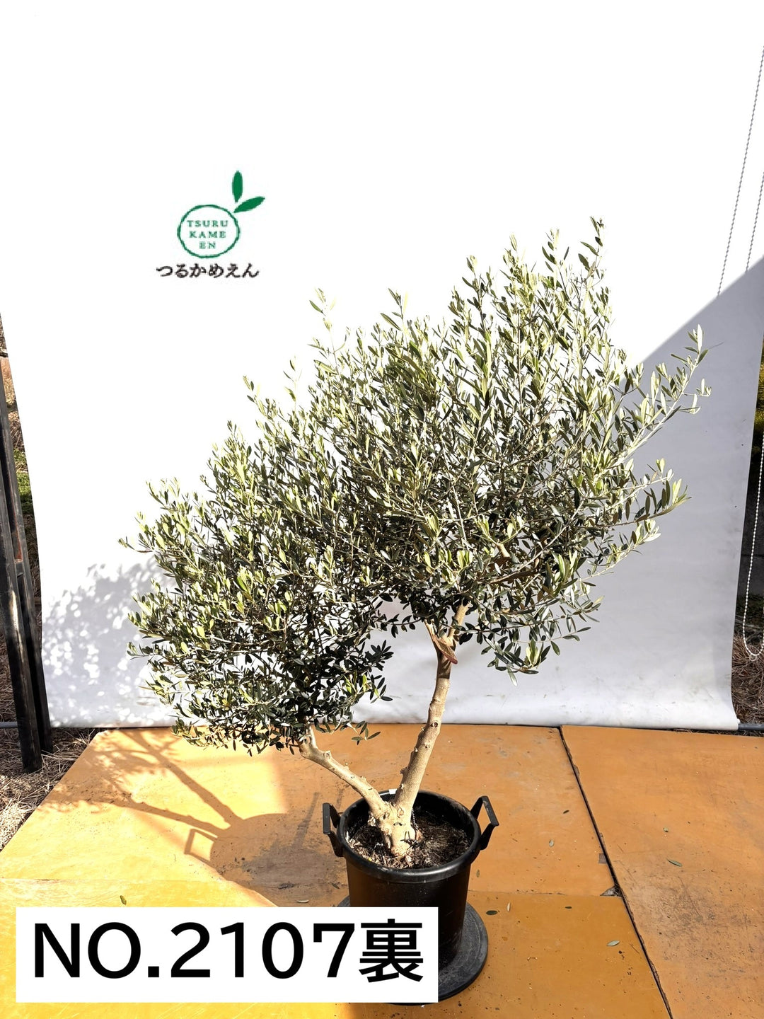 NEWネバディロブランコ（オリーブの木）｜XLサイズ｜NO.2107｜約160cm