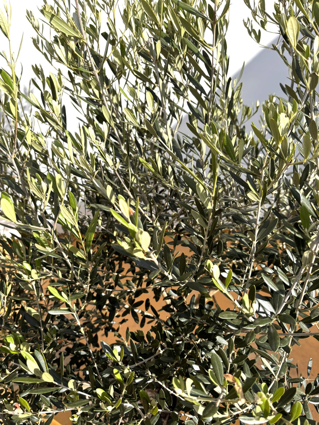 NEWネバディロブランコ（オリーブの木）｜XLサイズ｜NO.2107｜約160cm