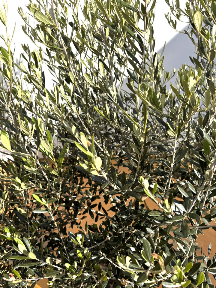 NEWネバディロブランコ（オリーブの木）｜XLサイズ｜NO.2107｜約160cm