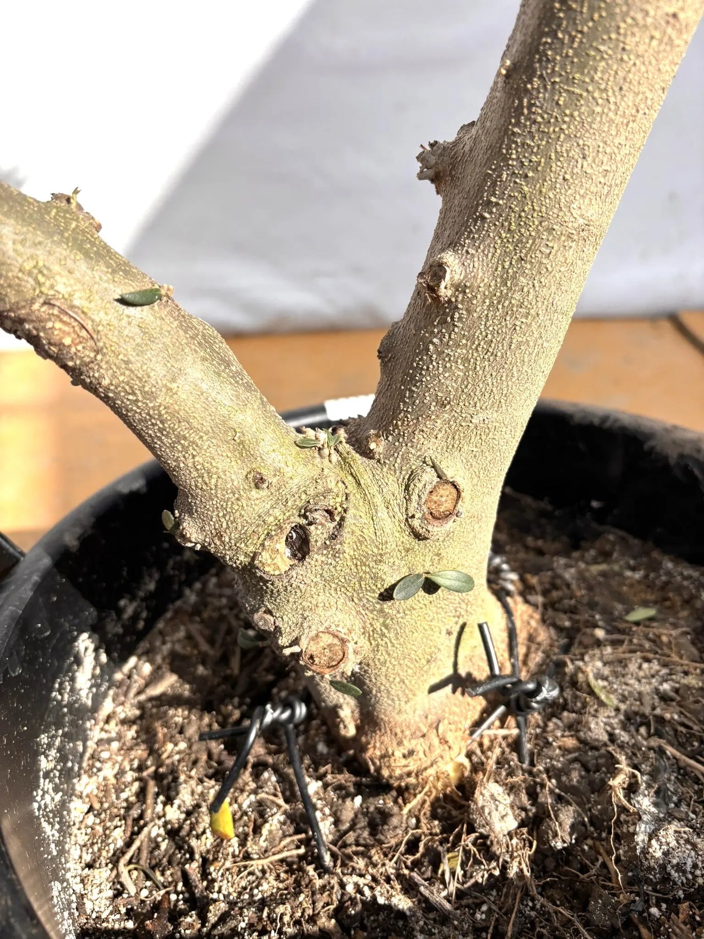 NEWネバディロブランコ（オリーブの木）｜XLサイズ｜NO.2107｜約160cm