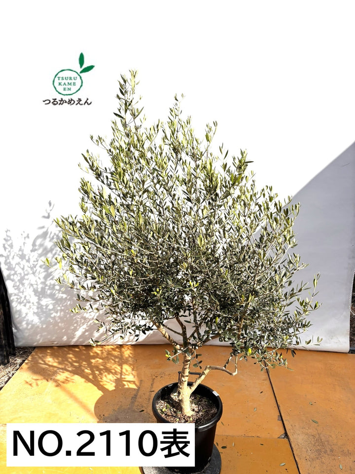 NEWネバディロブランコ（オリーブの木）｜XLサイズ｜NO.2110｜約180cm