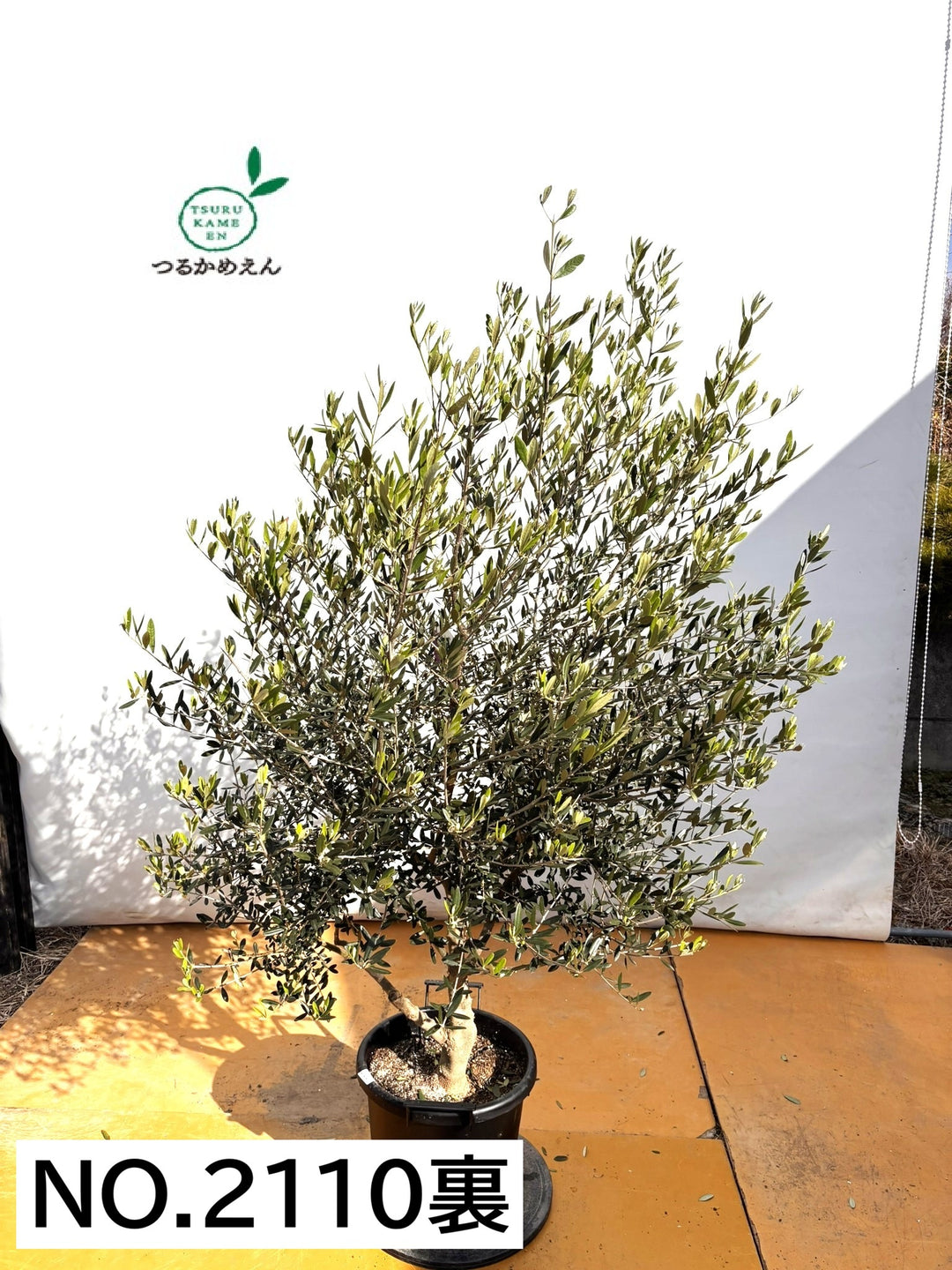 NEWネバディロブランコ（オリーブの木）｜XLサイズ｜NO.2110｜約180cm