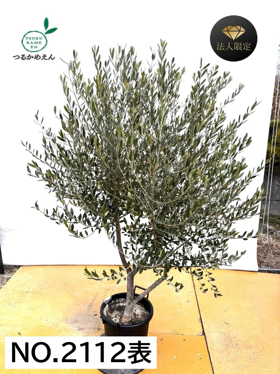 オリーブの木（全商品）｜写真の木をそのままお届け［現品販売］｜鶴亀
