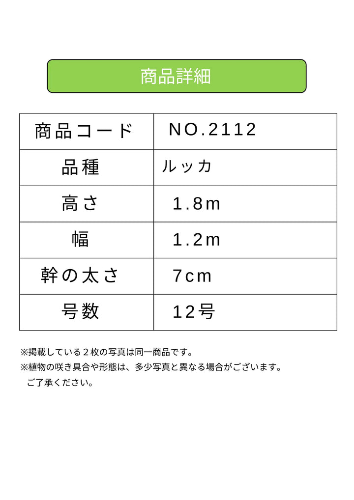 オリーブの木　ルッカ　約160cm　NO.2014　大型　人気品種　現品掲載 NEW【法人限定】ルッカ（オリーブの木）｜XLサイズ｜NO.2112｜約180cm