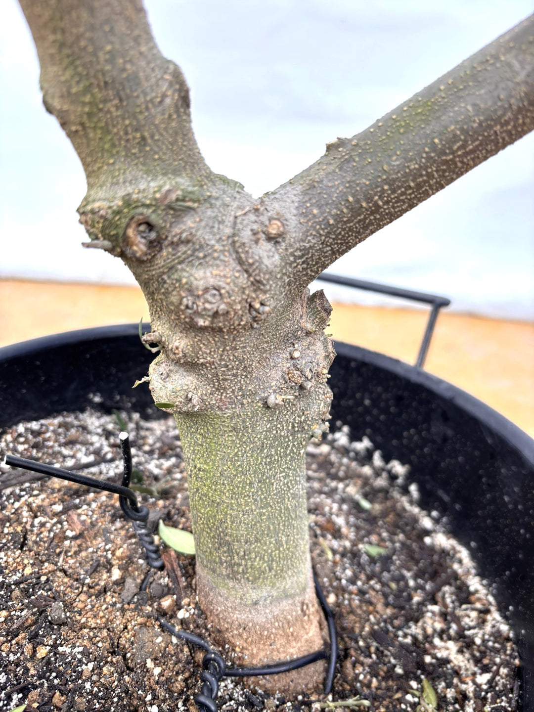 NEWネバディロブランコ（オリーブの木）｜XLサイズ｜NO.2117｜約180cm