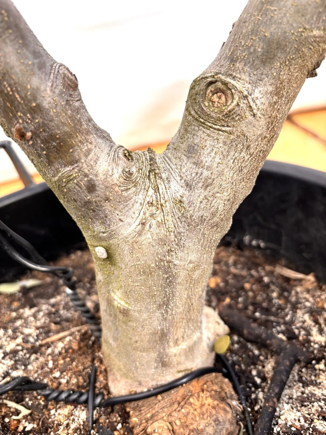 NEWコラチナ（オリーブの木）｜XLサイズ｜NO.2118｜約180cm｜人気