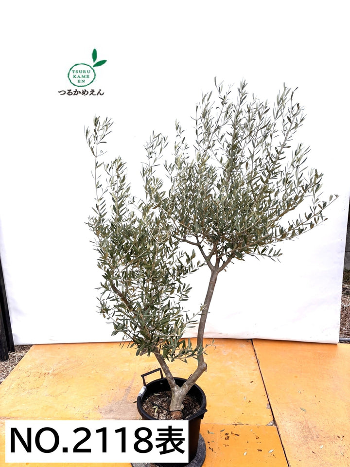 NEWコラチナ（オリーブの木）｜XLサイズ｜NO.2118｜約180cm｜人気