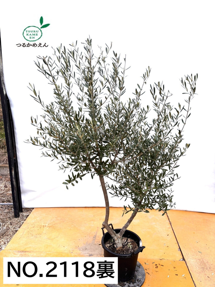 NEWコラチナ（オリーブの木）｜XLサイズ｜NO.2118｜約180cm｜人気