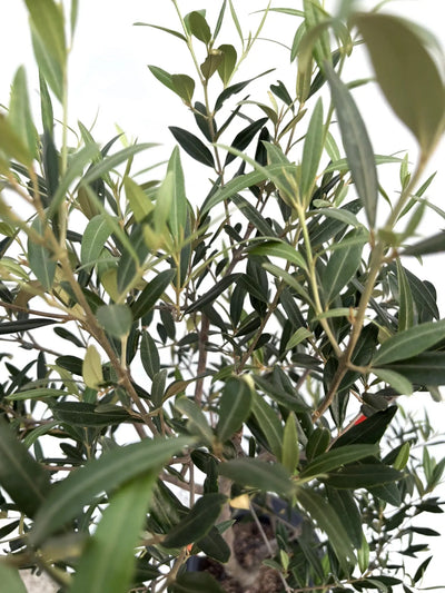 NEW【初心者向き・直立型】ひなかぜ（オリーブの木）〈目隠し〉｜約130cm｜Mサイズ｜K-211 株式会社鶴亀園