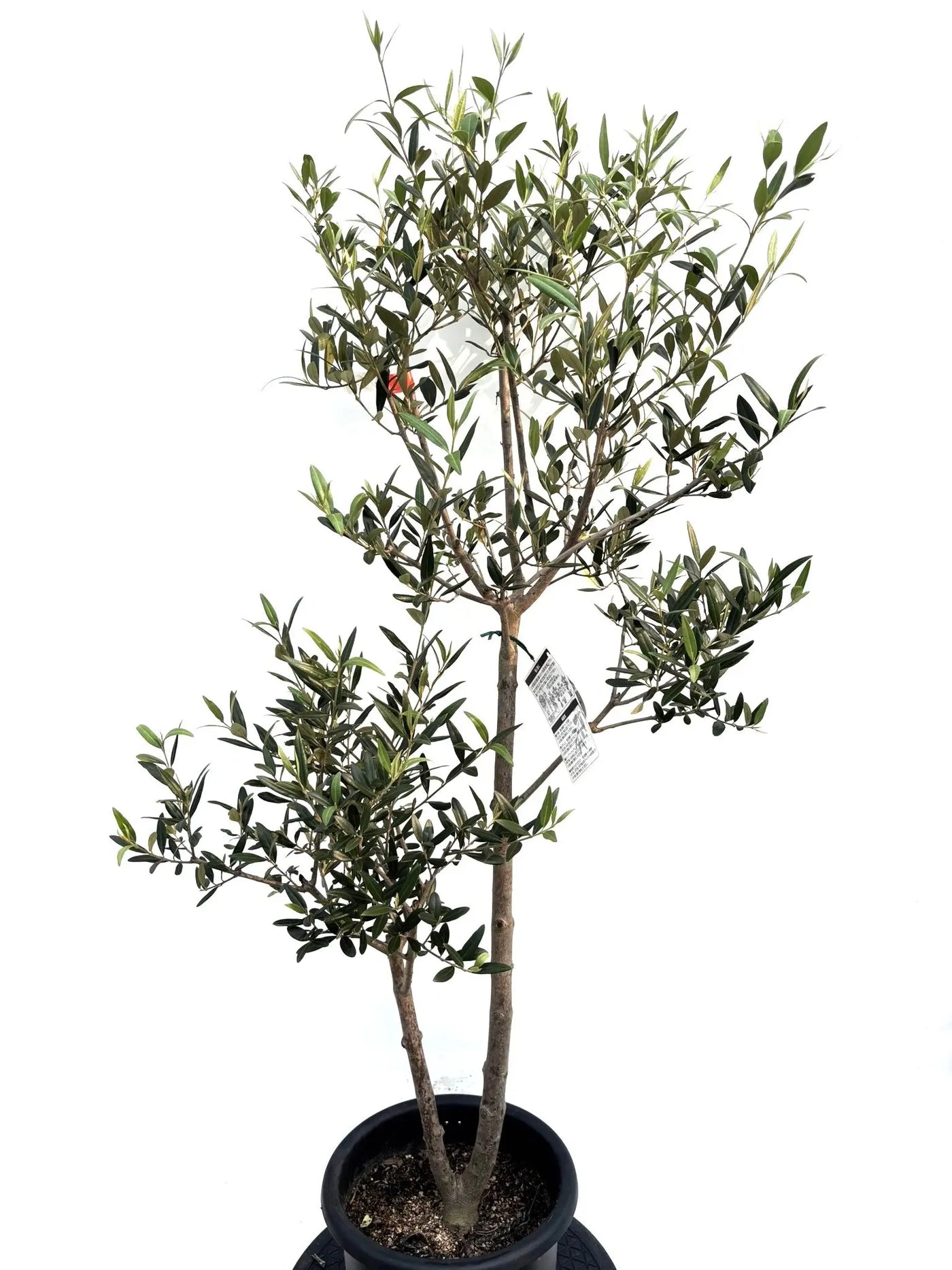 NEW【初心者向き・直立型】ひなかぜ（オリーブの木）〈目隠し〉｜約130cm｜Mサイズ｜K-211 株式会社鶴亀園