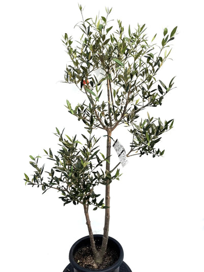 NEW【初心者向き・直立型】ひなかぜ（オリーブの木）〈目隠し〉｜約130cm｜Mサイズ｜K-211 株式会社鶴亀園