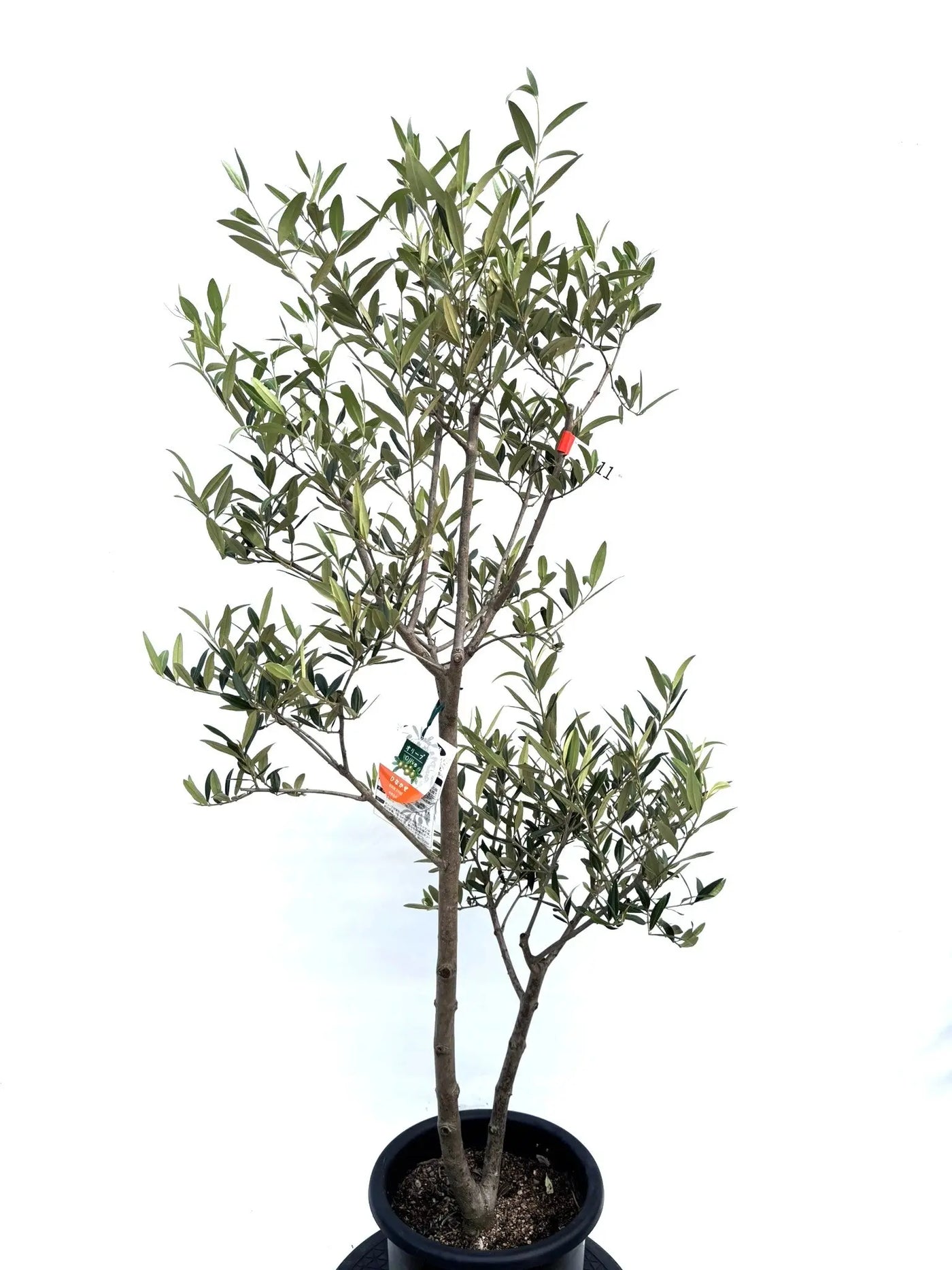 NEW【初心者向き・直立型】ひなかぜ（オリーブの木）〈目隠し〉｜約130cm｜Mサイズ｜K-211 株式会社鶴亀園