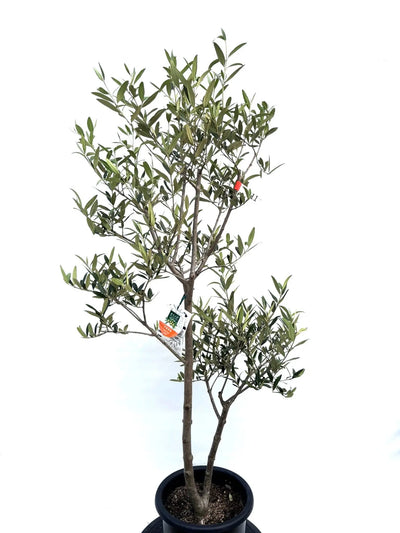 NEW【初心者向き・直立型】ひなかぜ（オリーブの木）〈目隠し〉｜約130cm｜Mサイズ｜K-211 株式会社鶴亀園