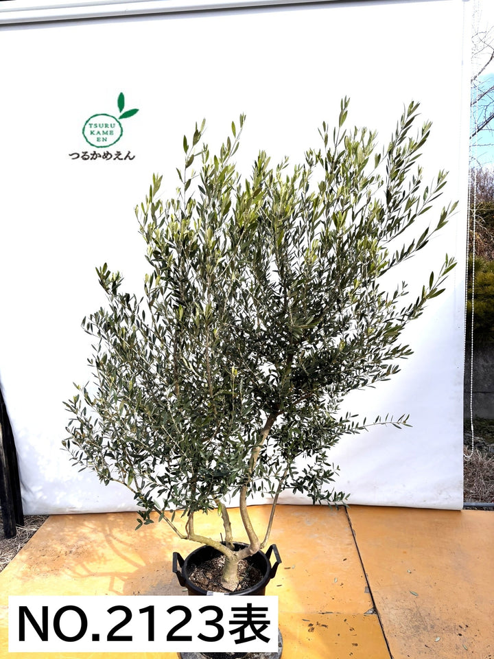 NEWネバディロブランコ（オリーブの木）｜XLサイズ｜NO.2123｜約190cm