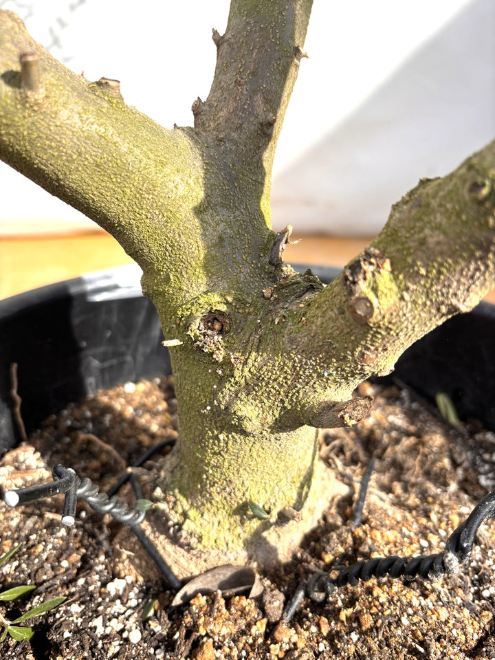 NEWネバディロブランコ（オリーブの木）｜XLサイズ｜NO.2123｜約190cm