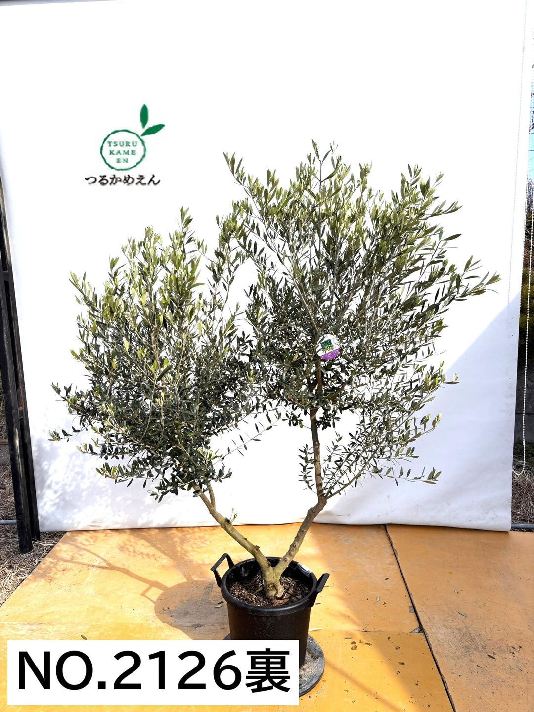 NEWネバディロブランコ（オリーブの木）｜XLサイズ｜NO.2126｜約180cm