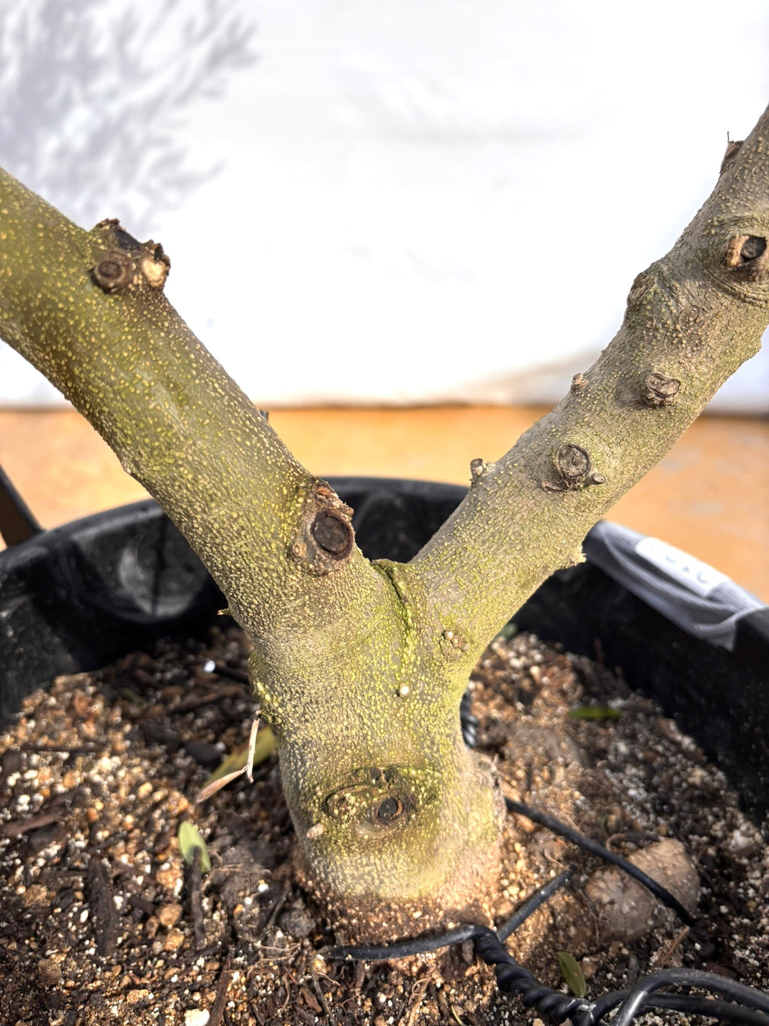 NEWネバディロブランコ（オリーブの木）｜XLサイズ｜NO.2126｜約180cm