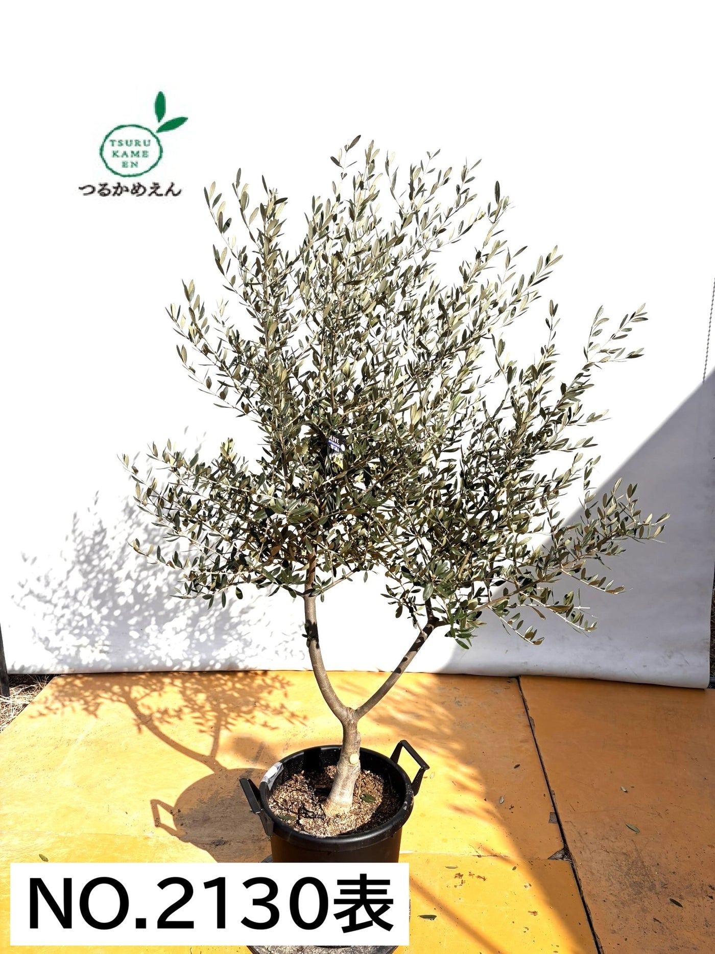 NEWコレッジョラ（オリーブの木）｜XLサイズ｜NO.2130｜約170cm｜寒冷