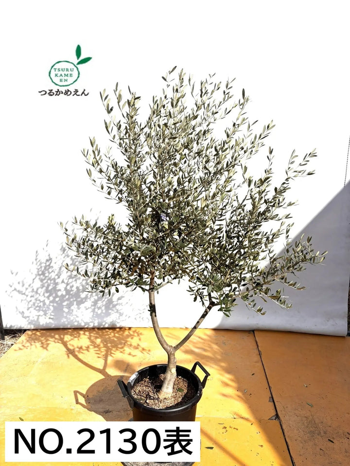 NEWコレッジョラ（オリーブの木）｜XLサイズ｜NO.2130｜約170cm｜寒冷