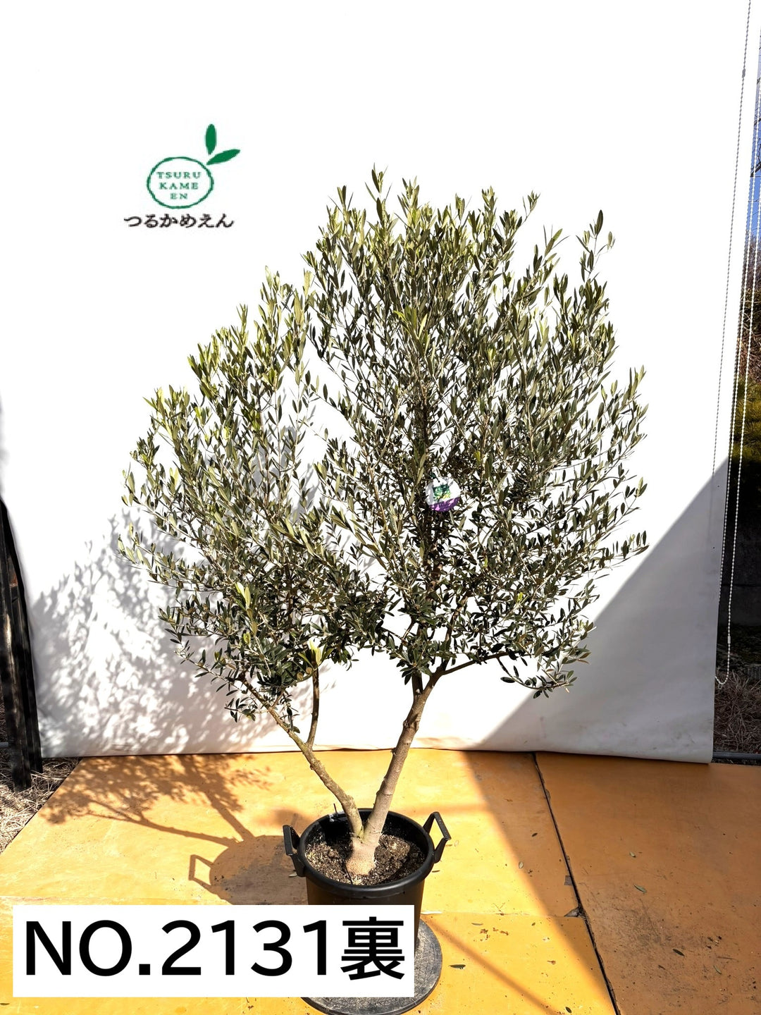 NEWネバディロブランコ（オリーブの木）｜XLサイズ｜NO.2131｜約190cm