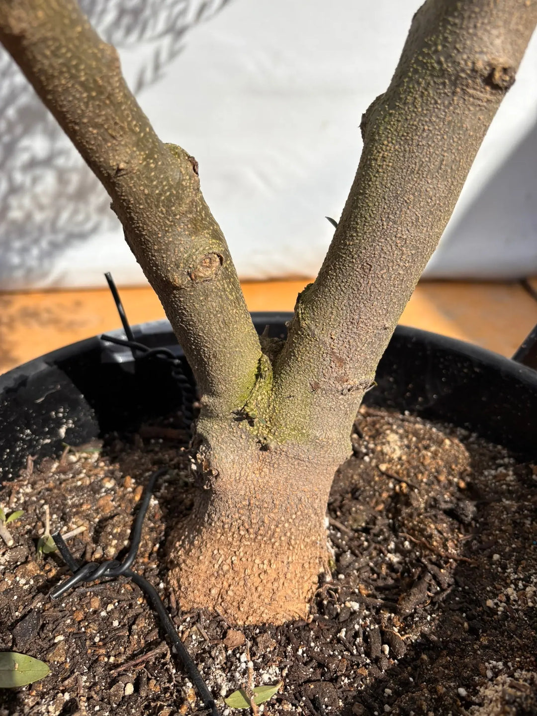 NEWネバディロブランコ（オリーブの木）｜XLサイズ｜NO.2131｜約190cm