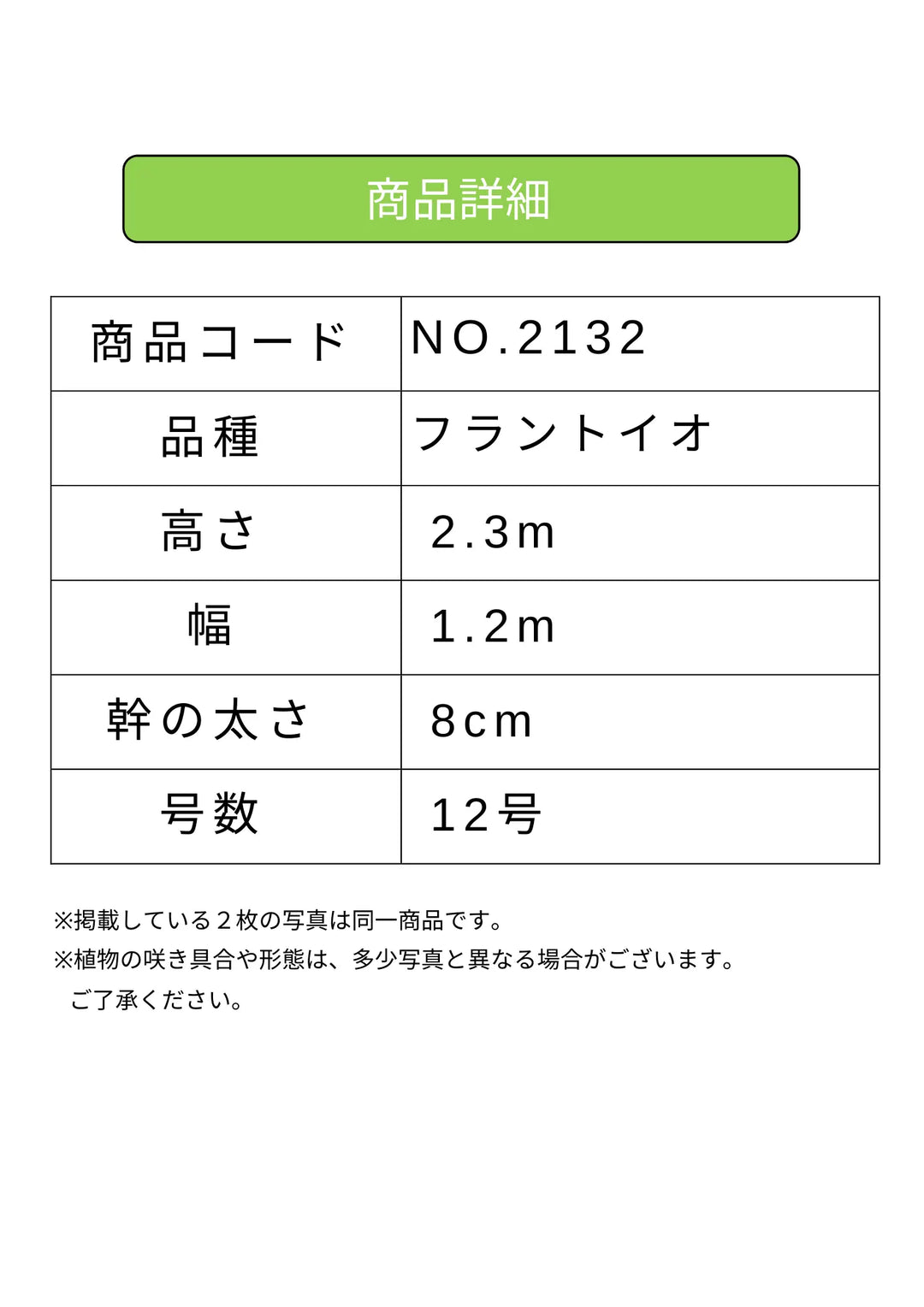 NEW【法人限定】フラントイオ(オリーブの木)|XLサイズ|NO.2132|約 NEW【法人限定】フラントイオ(オリーブの木)|XLサイズ|NO.2132|約
