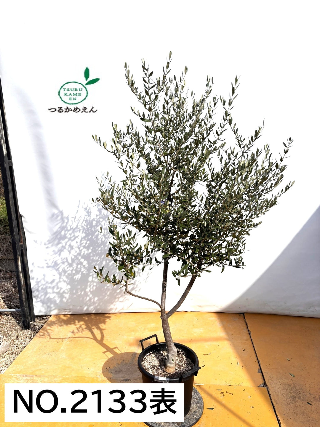 NEWコレッジョラ（オリーブの木）｜XLサイズ｜NO.2133｜約190cm｜寒冷