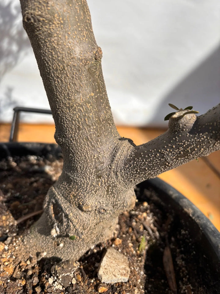 NEWネバディロブランコ（オリーブの木）｜XLサイズ｜NO.2134｜約140cm