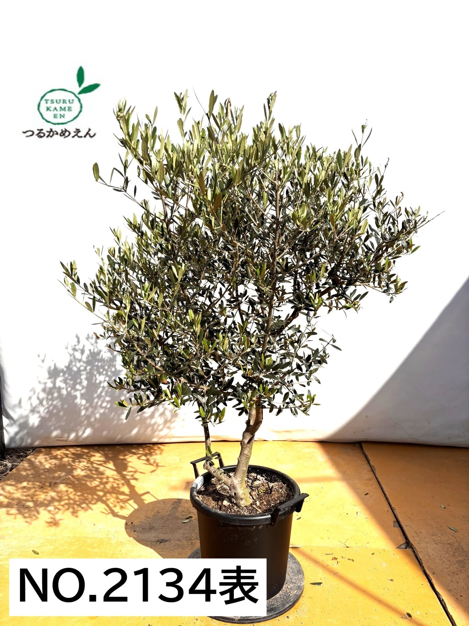 NEWネバディロブランコ（オリーブの木）｜XLサイズ｜NO.2134｜約140cm