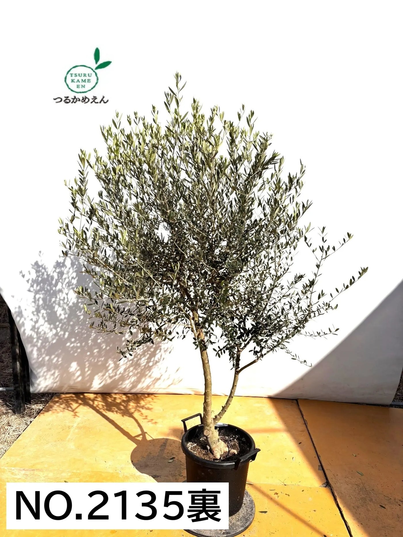 NEWネバディロブランコ（オリーブの木）｜XLサイズ｜NO.2135｜約180cm