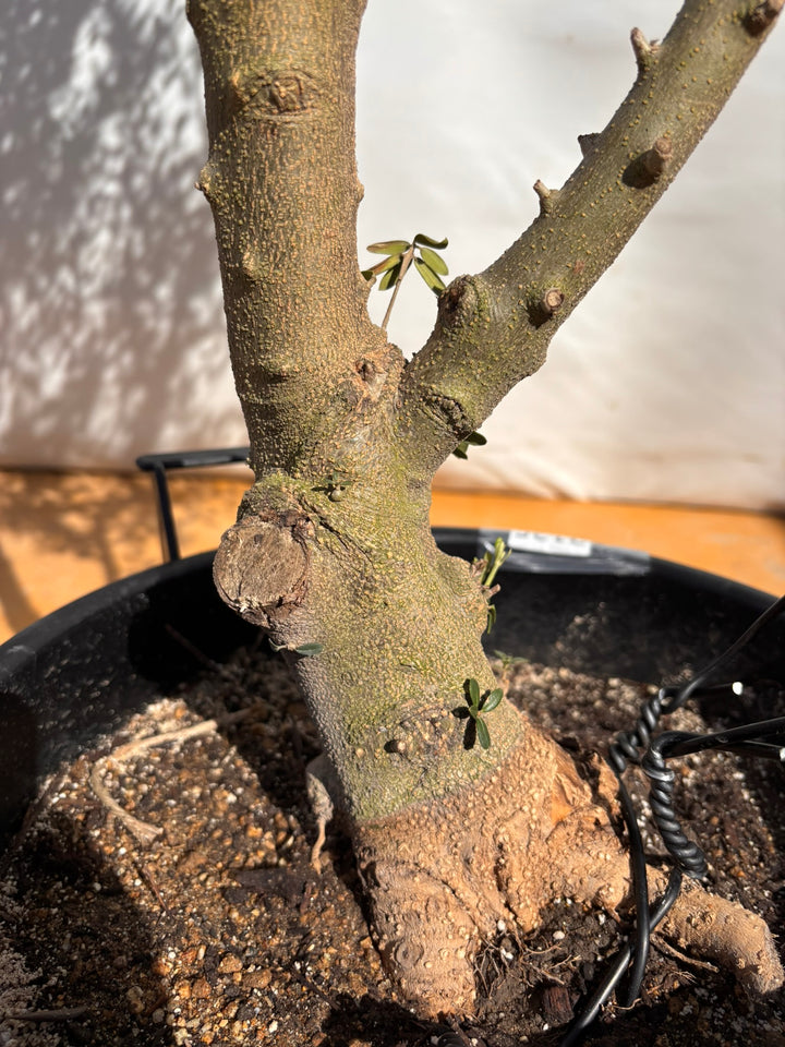 NEWネバディロブランコ（オリーブの木）｜XLサイズ｜NO.2135｜約180cm