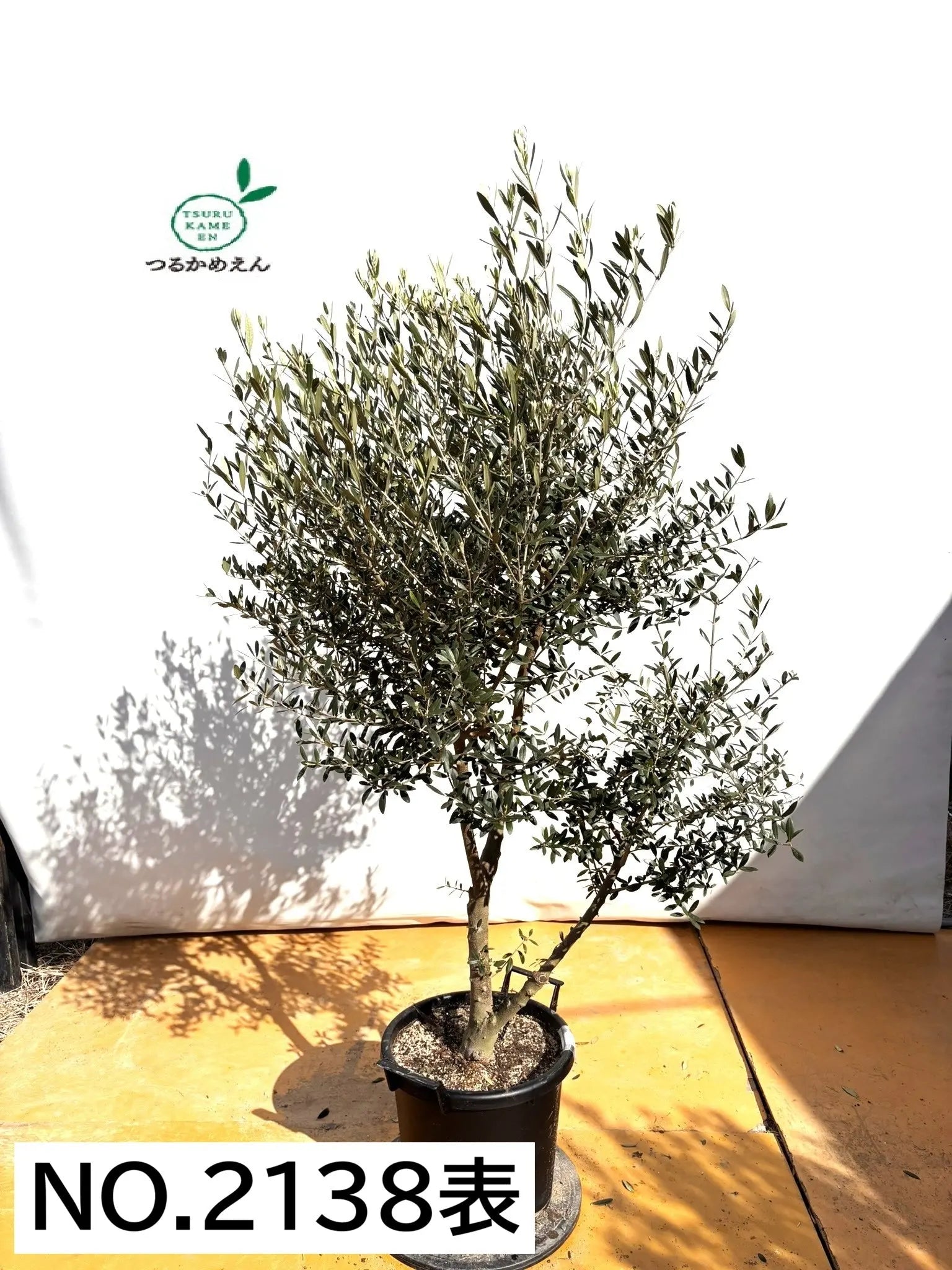 風格ある古木オリーブ - 株式会社鶴亀園 – ページ11