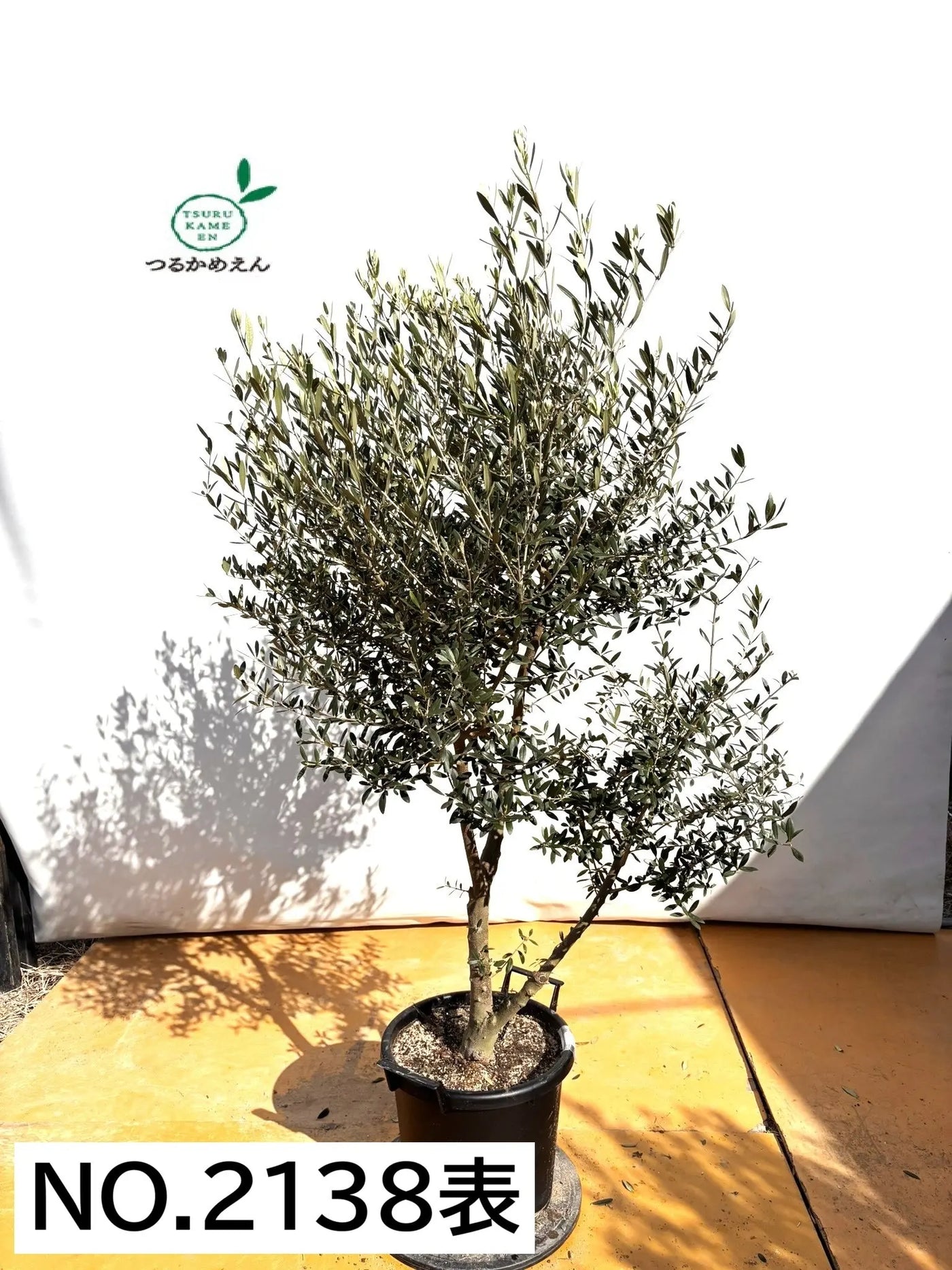 NEWネバディロブランコ（オリーブの木）｜XLサイズ｜NO.2138｜約170cm