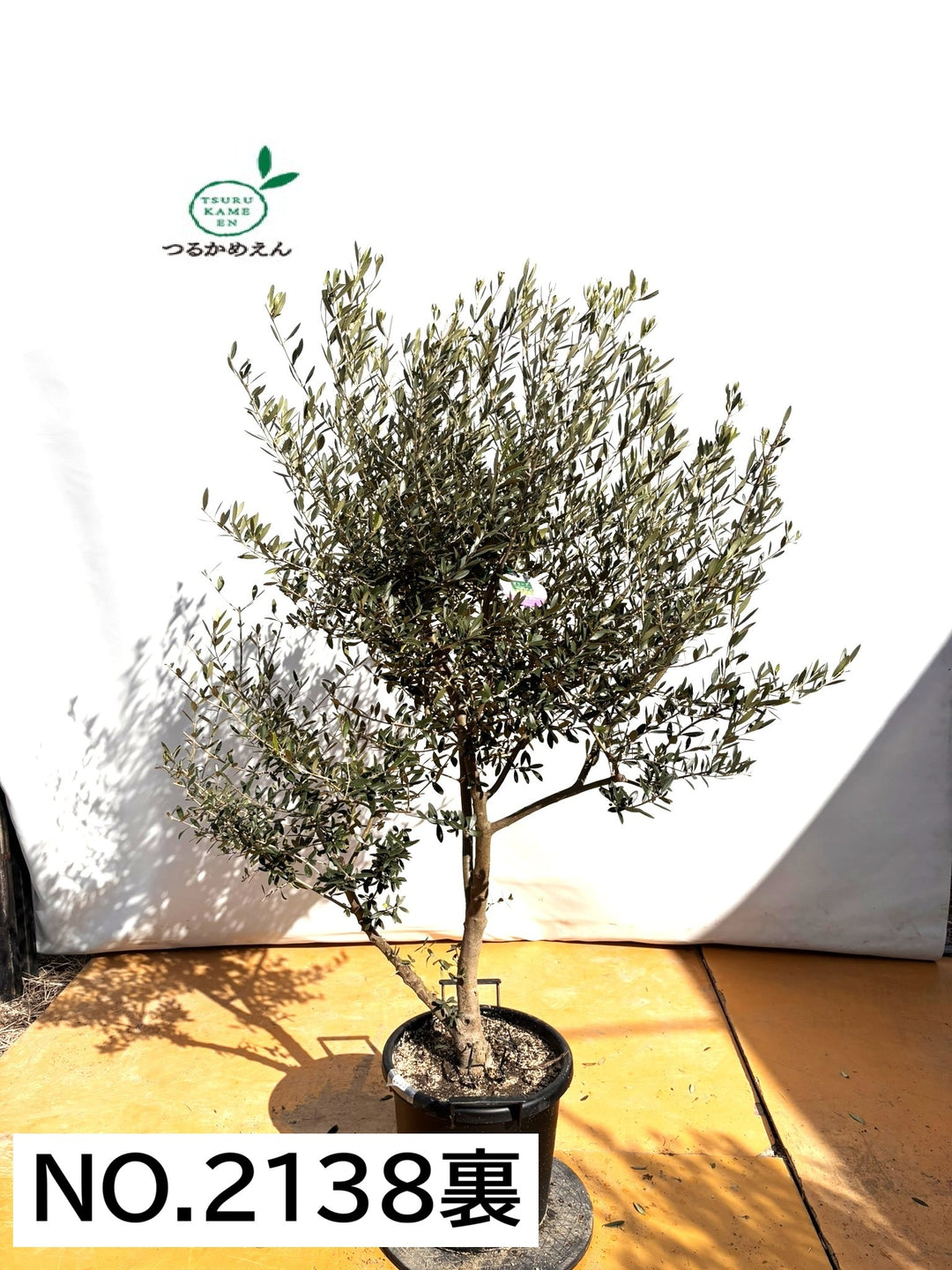 NEWネバディロブランコ（オリーブの木）｜XLサイズ｜NO.2138｜約170cm